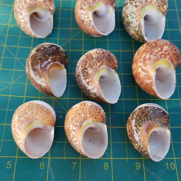 COPY - TAN BROWN TURBO BANDED for hermit crab, art, craft - Picture 4 of 6